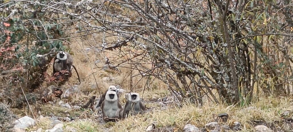 grey langur at langtang valley