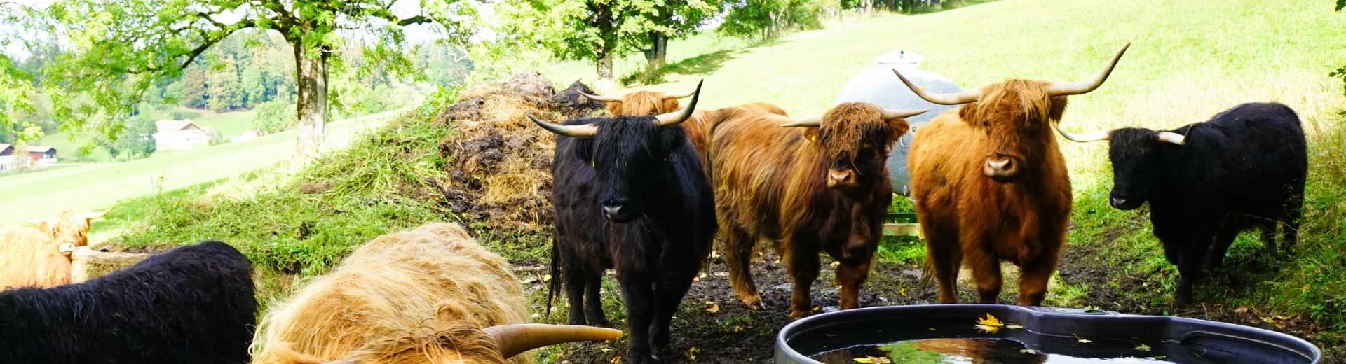 Guide to Syangboche Yak Farm Trek in the Everest Region