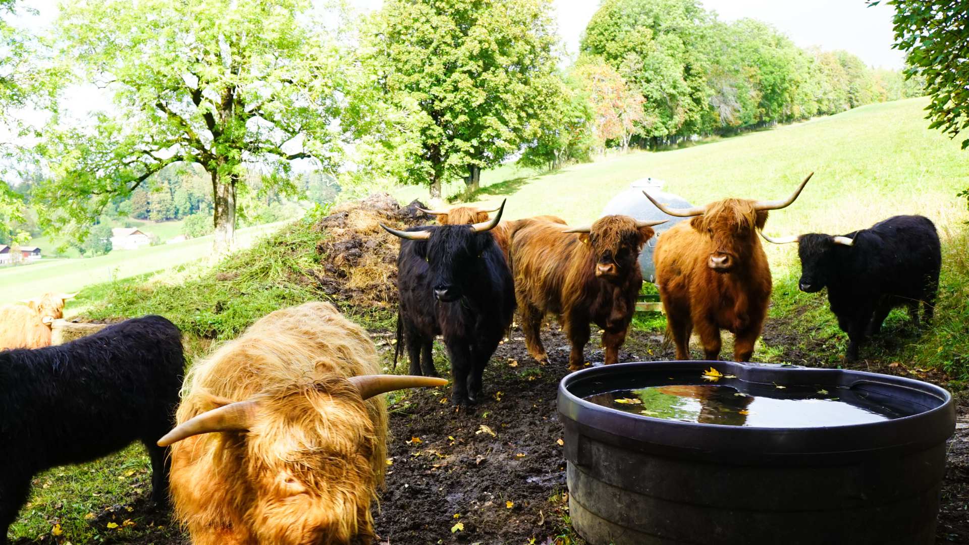 trek to yak farm of syangboche