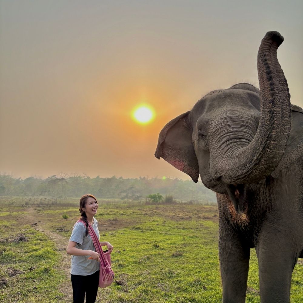 tourist engaging in a volunteer activity for elephant