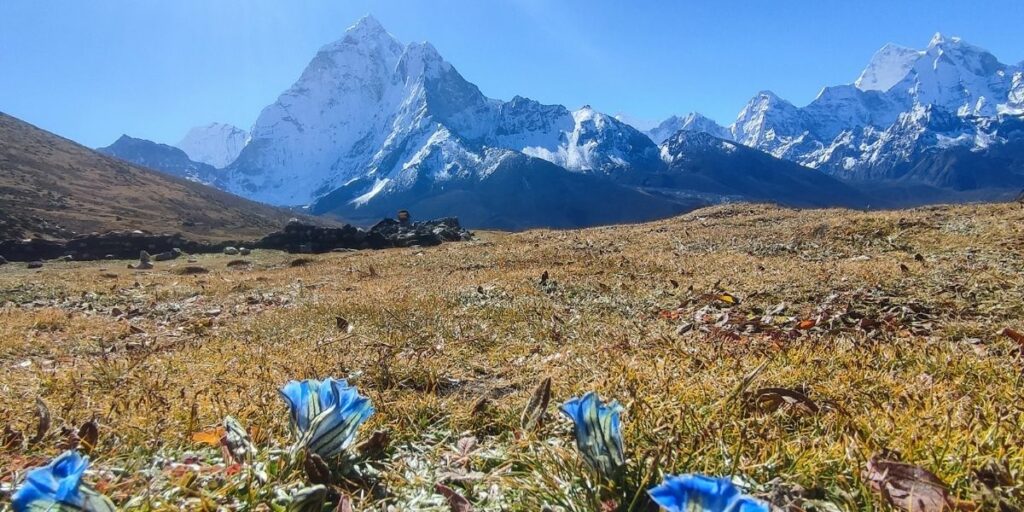 Blue flowers bloom near snowy Himalayas