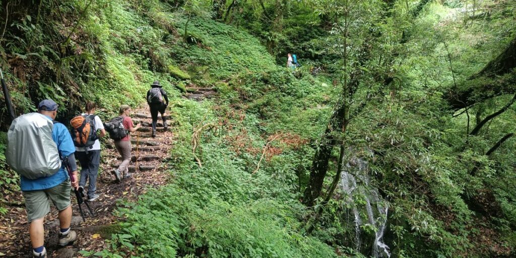 group hiking with bagpacks through green forest trail