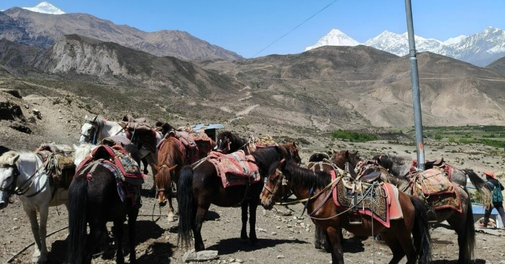 Trekking horses with Himalayas in Mustang