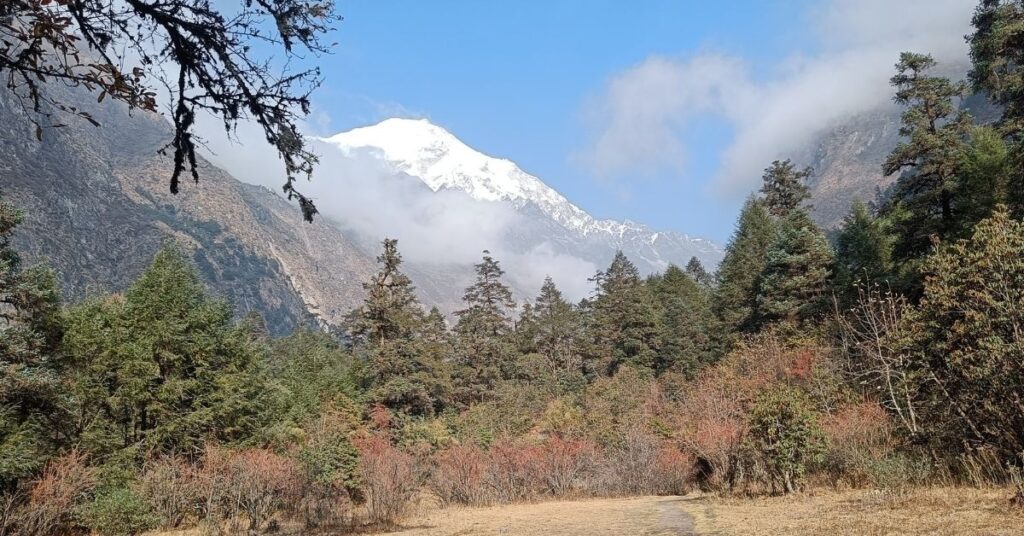 Snowy peak rising above pine forests on Langtang Valley trek
