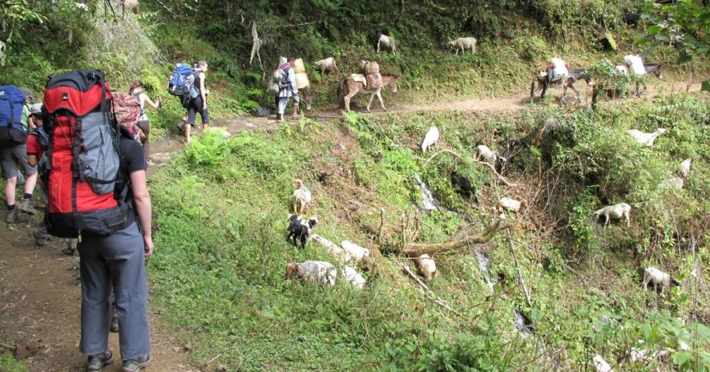 Travellers hiking through a forest trail with mules and goats along the way on the Everest Base Camp route