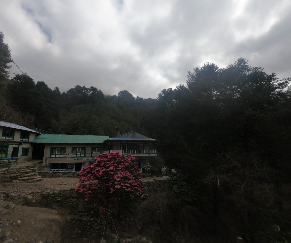 Guesthouses in the Himalayas surrounded by green forest and a blooming rhododendron tree