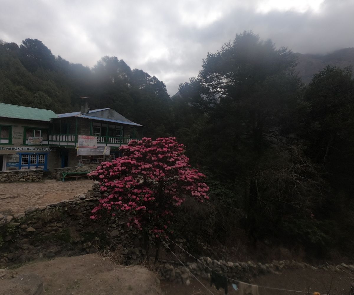 Rest stop on the Namche hotel surrounded by pine forest